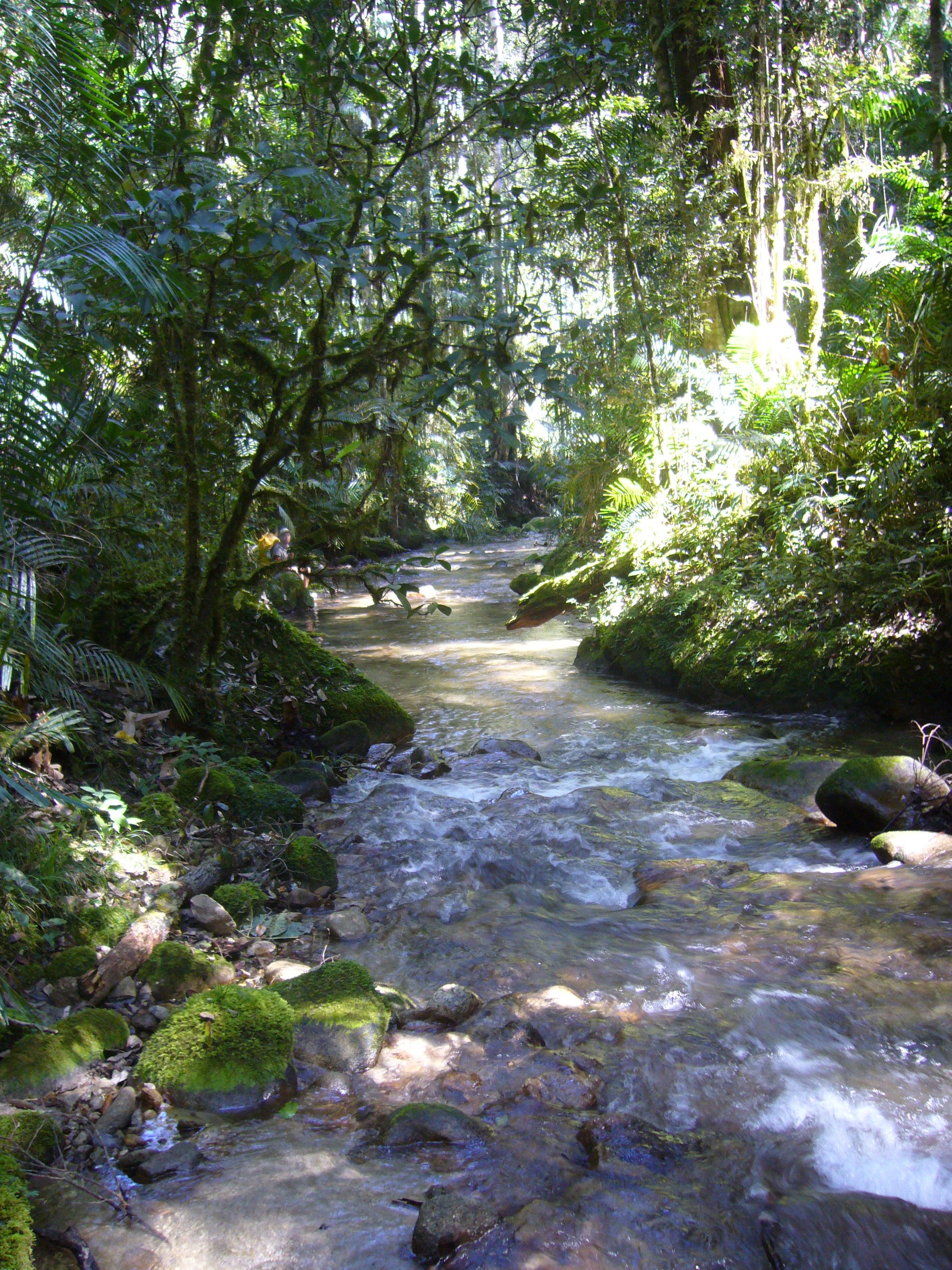 Trekking in the jungle