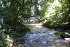 Trekking in the jungle