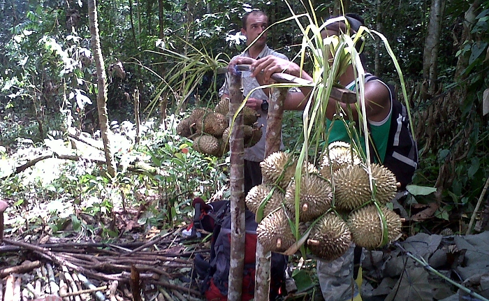 Harvest of Durian