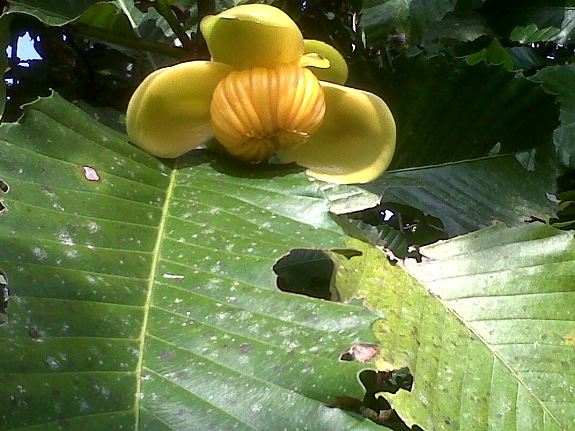 Wild fruit in jungle