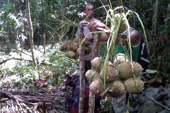 Harvest of Durian