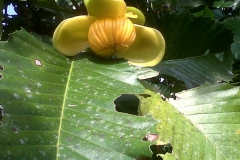 Wild fruit in jungle