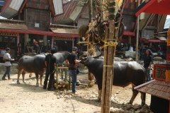 Funeral ceremony (Tomate)