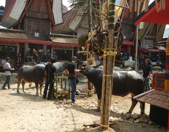 Funeral ceremony (Tomate)