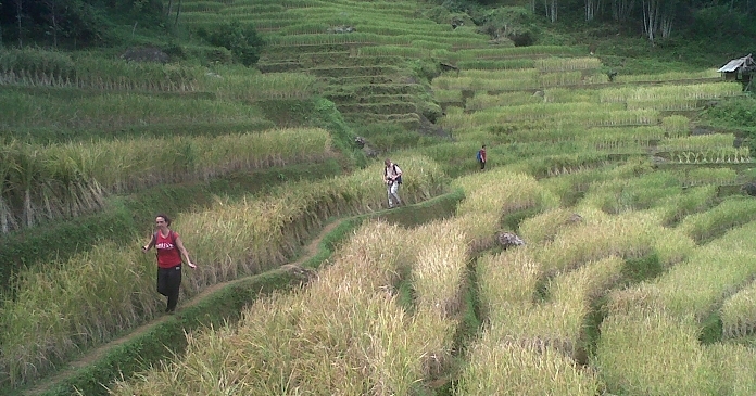 Walking in the rice field