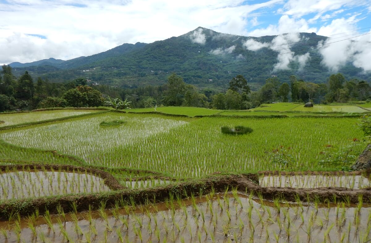 Toraja landscape