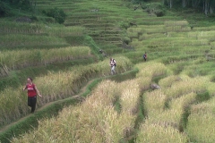 Walking in the rice field