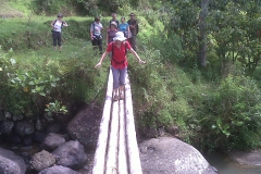 Walking in the rice field