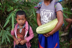 Cucumber harvest